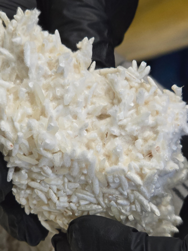 koji aspergillus oryzae